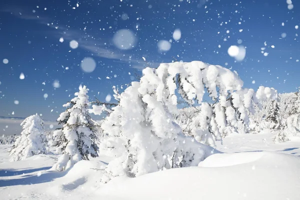 Trees covered with hoarfrost and snow in winter mountains - Chri — Stock Photo, Image