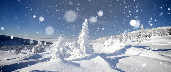 Árboles cubiertos de heladas y nieve en las montañas de invierno - Chri —  Fotos de Stock