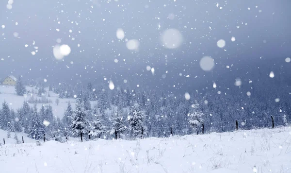 Alberi ricoperti di gelo e neve nelle montagne invernali - Chri — Foto Stock