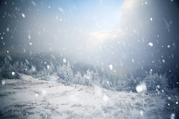 Hoarfrost ve kış dağlar - bedeni kar kaplı ağaçlar — Stok fotoğraf