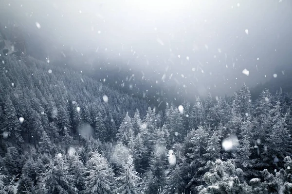 Árboles cubiertos de heladas y nieve en las montañas de invierno - Chri —  Fotos de Stock