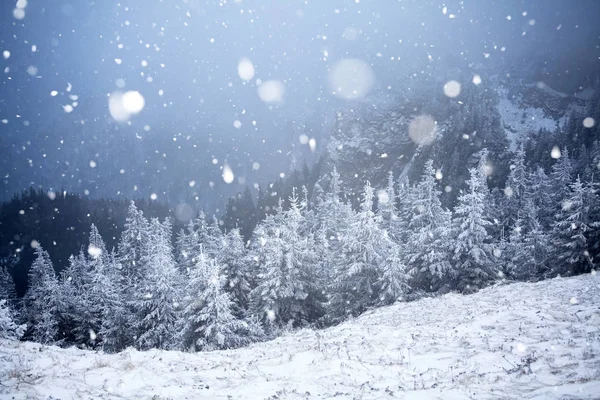 Bomen bedekt met rijm en sneeuw in de winter de bergen - Chri — Stockfoto