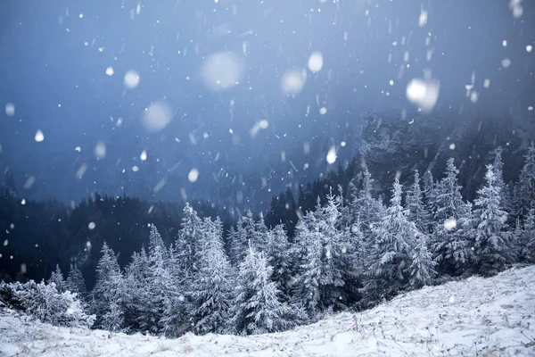 Hoarfrost ve kış dağlar - bedeni kar kaplı ağaçlar — Stok fotoğraf