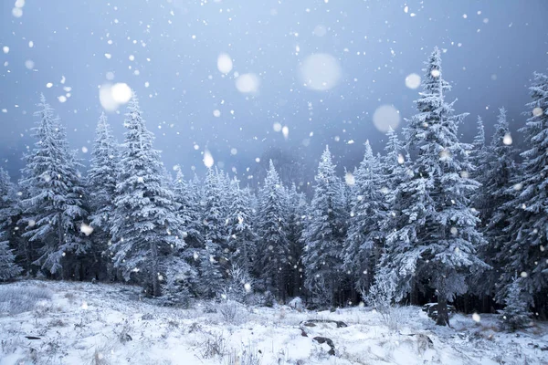 Деревья, покрытые инеем и снегом в зимних горах - Chri — стоковое фото