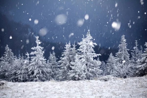 Arbres couverts de givre et de neige dans les montagnes d'hiver Chri — Photo