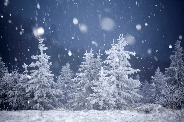 Bomen bedekt met rijm en sneeuw in de winter de bergen - Chri — Stockfoto