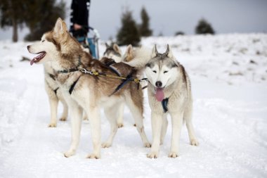 Romanya'da husky köpekleri ile kızak