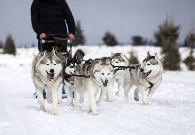 Romanya'da husky köpekleri ile kızak