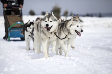 Romanya'da husky köpekleri ile kızak