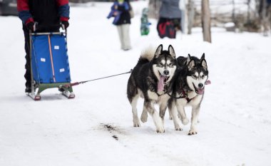 Romanya'da husky köpekleri ile kızak