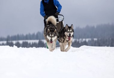 Romanya'da husky köpekleri ile kızak
