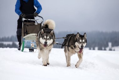 Romanya'da husky köpekleri ile kızak