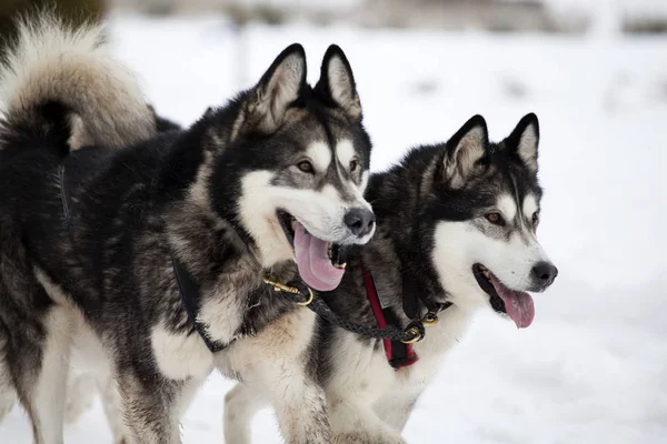Sledding with husky dogs in Romania — Stock Photo, Image