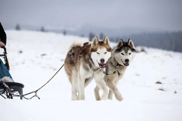 Romanya'da husky köpekleri ile kızak — Stok fotoğraf