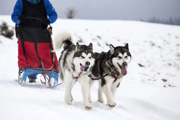 Sledding com cães husky em Roménia — Fotografia de Stock