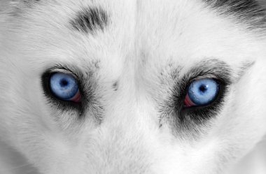 Husky gözleri