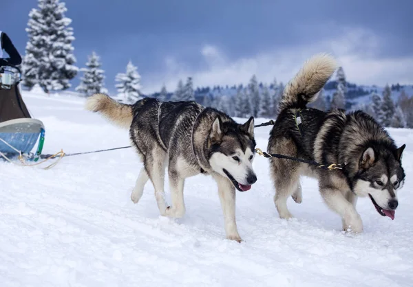 Gara di slitte per cani — Foto Stock