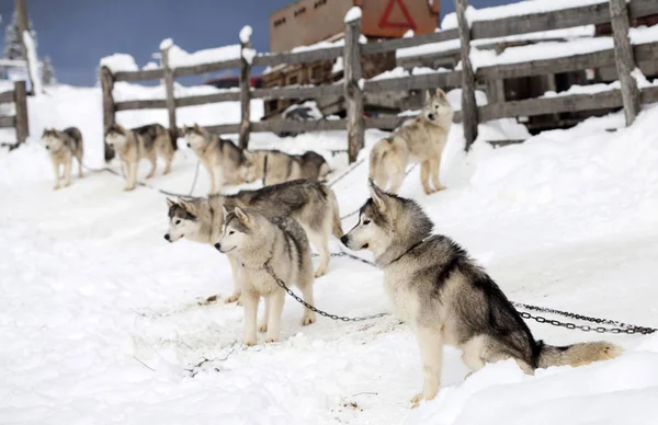 Husky väntar på loppet — Stockfoto