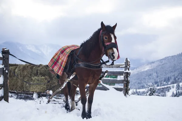 Cavallo bruno — Foto Stock