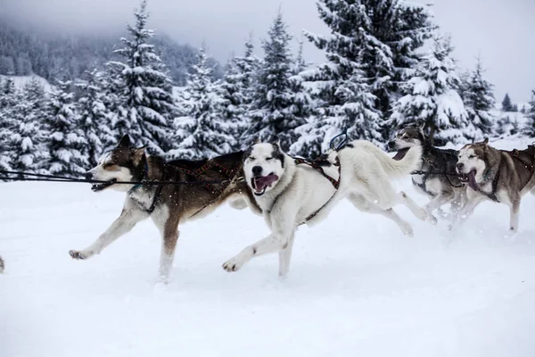 Husky-Rennen — Stockfoto