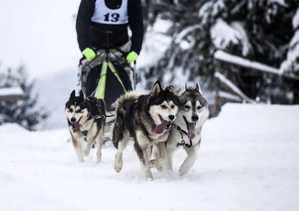 Raça Husky — Fotografia de Stock