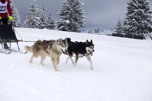 Husky-Rennen — Stockfoto