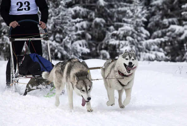 Husky závod — Stock fotografie