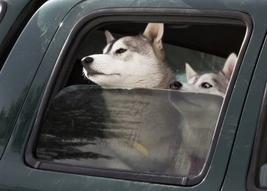 Köpekler arabada.