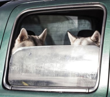 Köpekler arabada.
