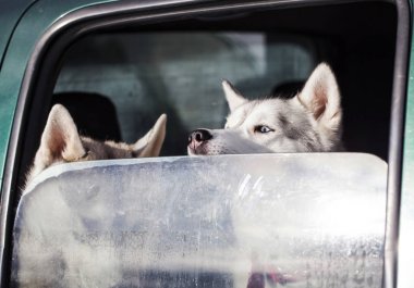 Köpekler arabada.