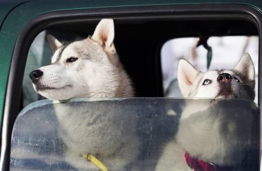 Köpekler arabada.