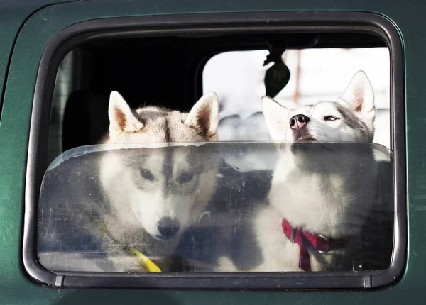 Köpekler arabada.