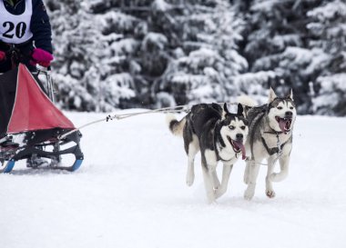 Husky-yarış