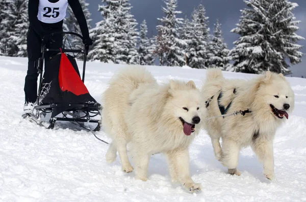 Carrera de perros en nieve —  Fotos de Stock