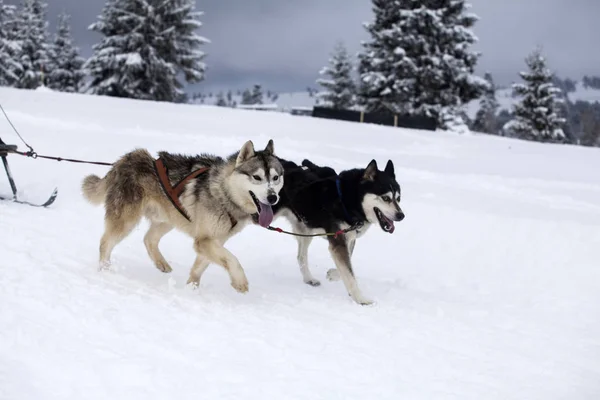 Husky-Rennen — Stockfoto