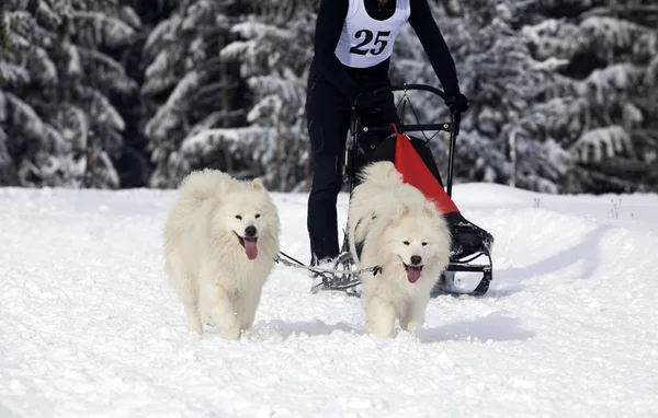 Corrida de cães na neve — Fotografia de Stock