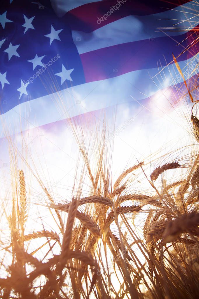 Flag of USA over wheat field