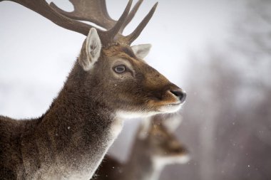 Geyik yakın çekimi