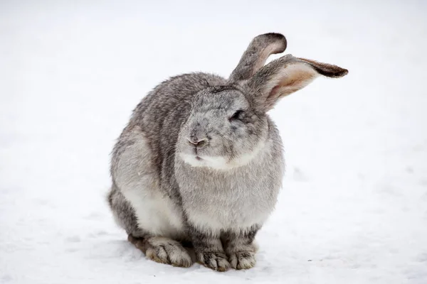 Rabbit in wintertime — Stock Photo, Image