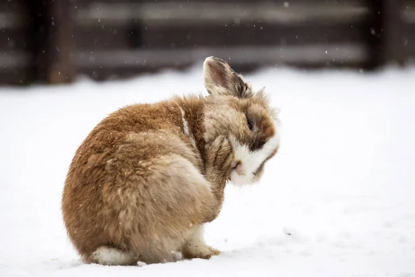兔子在冬天 — 图库照片