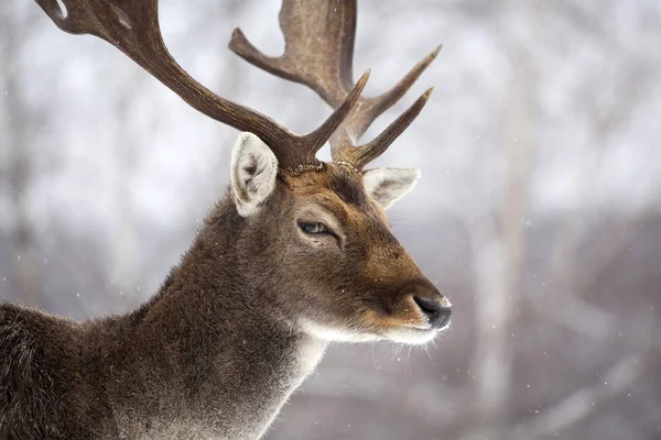 Zbliżenie jeleni — Zdjęcie stockowe