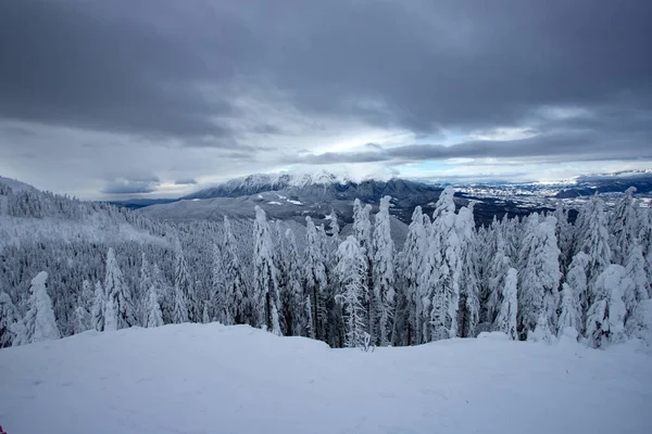 Snowy fir trees — Stock Photo, Image