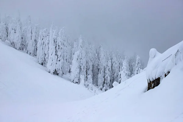 Schneebedeckte Tannen — Stockfoto