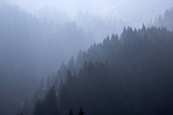 Prachtige bergbossen bedekt met herfstmist. — Stockfoto