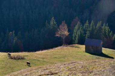Dağlarda sonbahar yaprakları.
