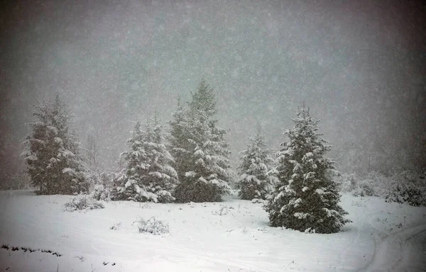 Снежные еловые леса в зимних горах — стоковое фото