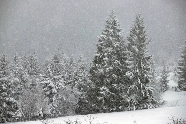 Forêt de sapins neigeux dans les montagnes d'hiver — Photo