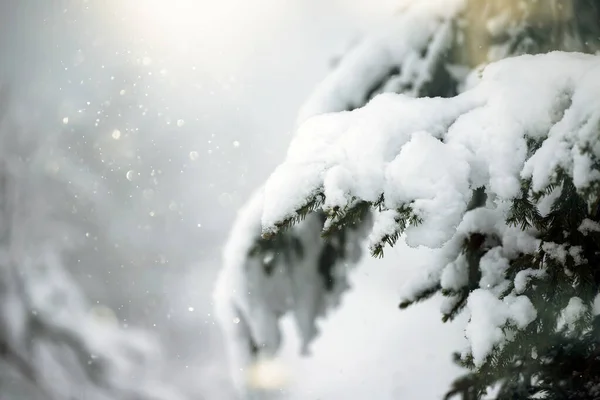 Čerstvý sníh na borovicových větvích — Stock fotografie