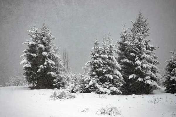 Sněžný jedlový les v zimních horách — Stock fotografie