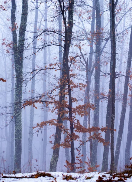 Mist in het bos — Stockfoto